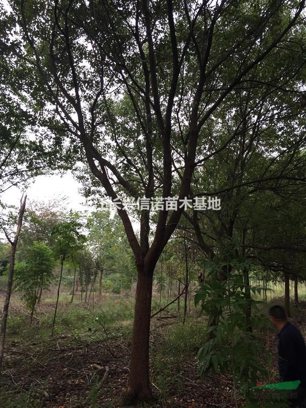 泗安香樟促銷