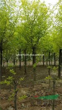 來這采購13公分國槐讓您省心 放心