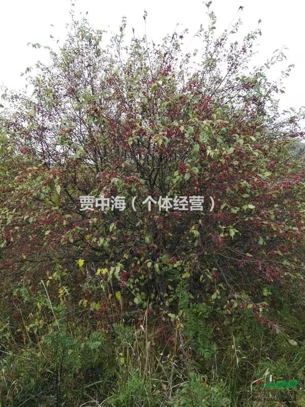 呼倫貝爾供應山丁子裸根斷桿1-2公分。4--6公分7公分以上