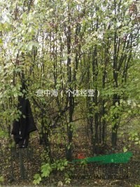 呼倫貝爾供應山丁子裸根斷桿1-2公分。4--6公分7公分以上