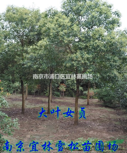 大葉女貞價格|大葉女貞市場調研價格|大葉女貞裝車價格
