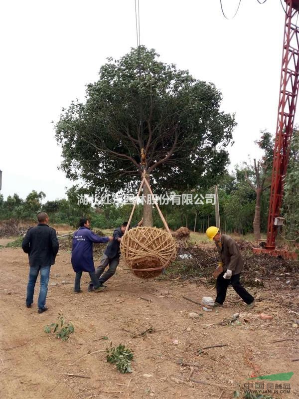 精品移栽欒樹(shù)丨精品截桿欒樹(shù)丨 優(yōu)質(zhì)原生欒樹(shù)丨優(yōu)質(zhì)全冠欒樹(shù)