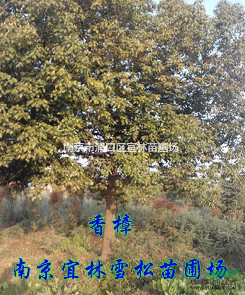 香樟價(jià)格|南京大葉香樟價(jià)格|20公分香樟價(jià)優(yōu)