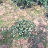 現(xiàn)貨供應(yīng)茶梅色塊 毛球 盆栽 低價熱銷中，歡迎聯(lián)系！