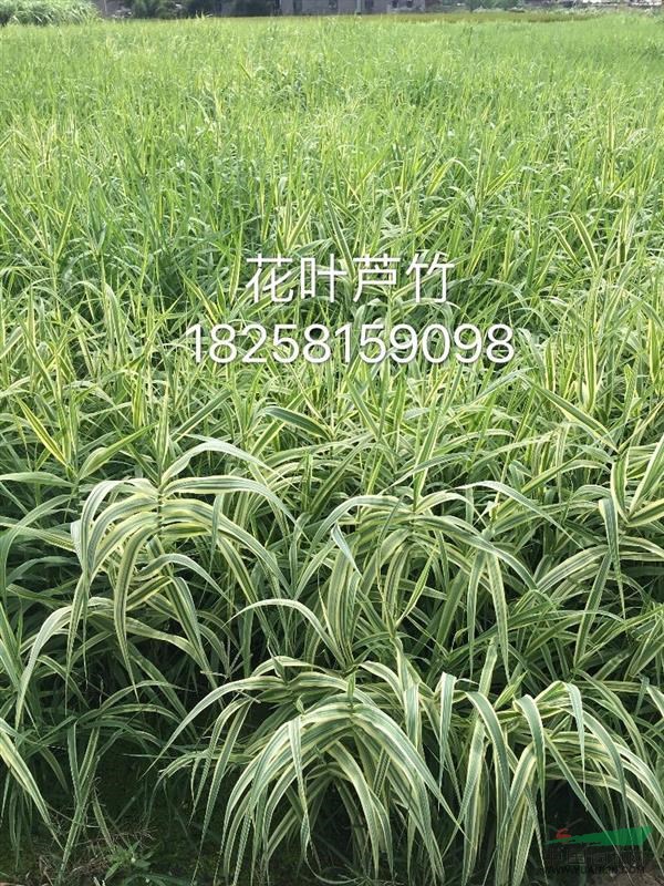 蕭山沂景水生植物基地大量批發(fā)水生植物