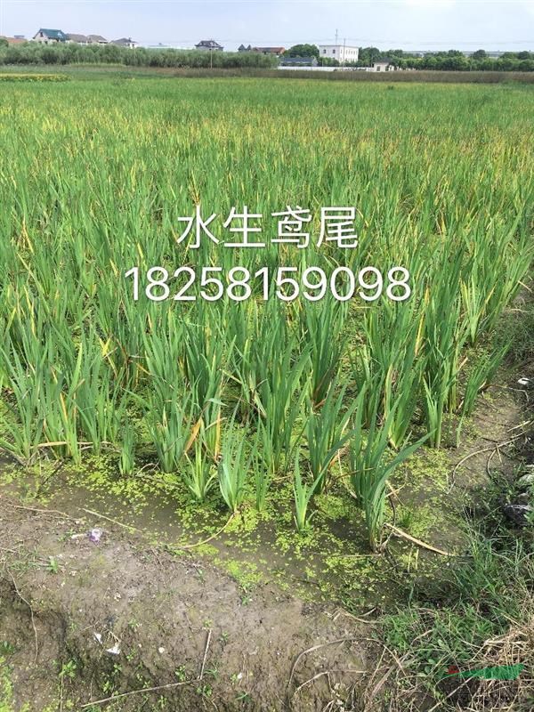 蕭山沂景水生植物基地大量批發(fā)水生植物