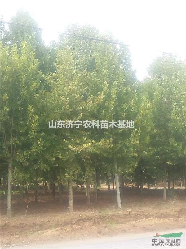 12公分法桐