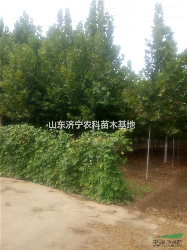 12公分法桐
