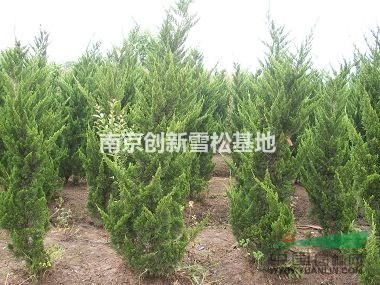 龍柏價(jià)格  龍柏基地報(bào)價(jià) 南京創(chuàng)新龍柏基地電話報(bào)價(jià)