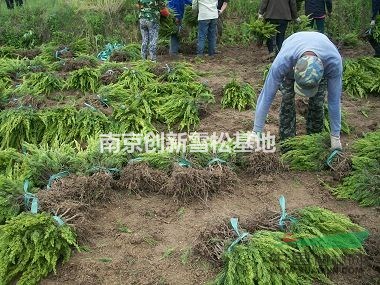 龍柏價(jià)格  龍柏基地報(bào)價(jià) 南京創(chuàng)新龍柏基地電話報(bào)價(jià)