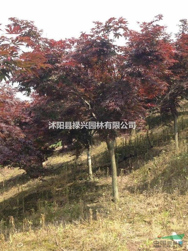 紅楓價(jià)格報(bào)價(jià)：紅楓樹(shù)苗價(jià)格：8公分紅楓多少錢(qián)