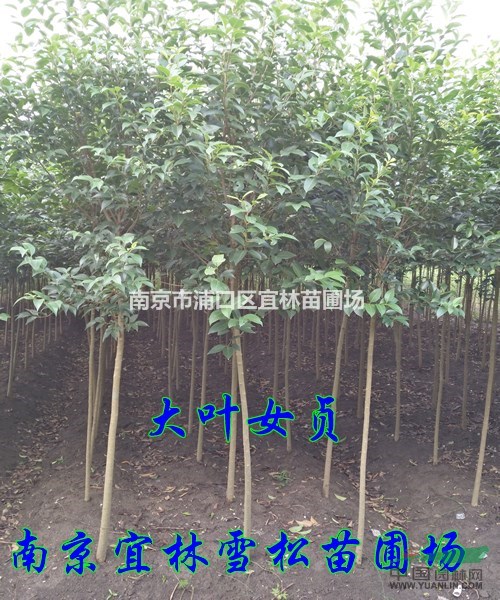 大葉女貞價格|小葉女貞價格|南京高桿女貞價格