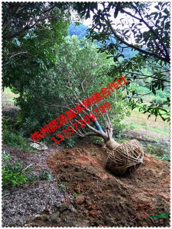 基地直供湖南楊梅、楊梅樹、烏梅、圣生梅、白蒂梅、樹梅等工程苗
