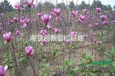 15公分紅玉蘭價格