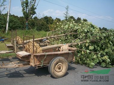 15公分紅玉蘭價格