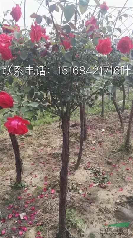 低價(jià)供應(yīng)各類月季苗 樹狀月季 豐花月季等