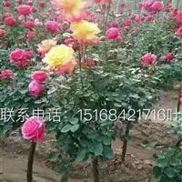 低價(jià)供應(yīng)各類月季苗 樹狀月季 豐花月季等