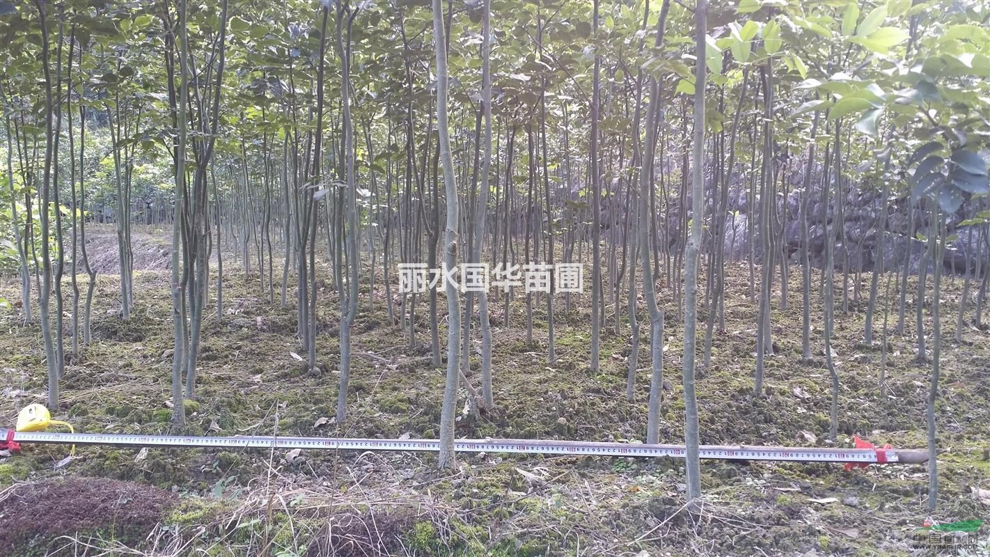 供應(yīng)花梨木（鄂西紅豆樹）苗