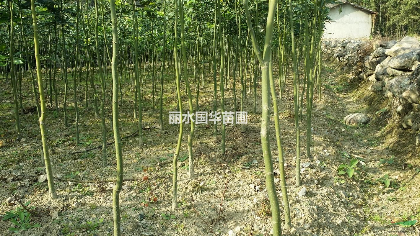 供應(yīng)花梨木（鄂西紅豆樹）苗