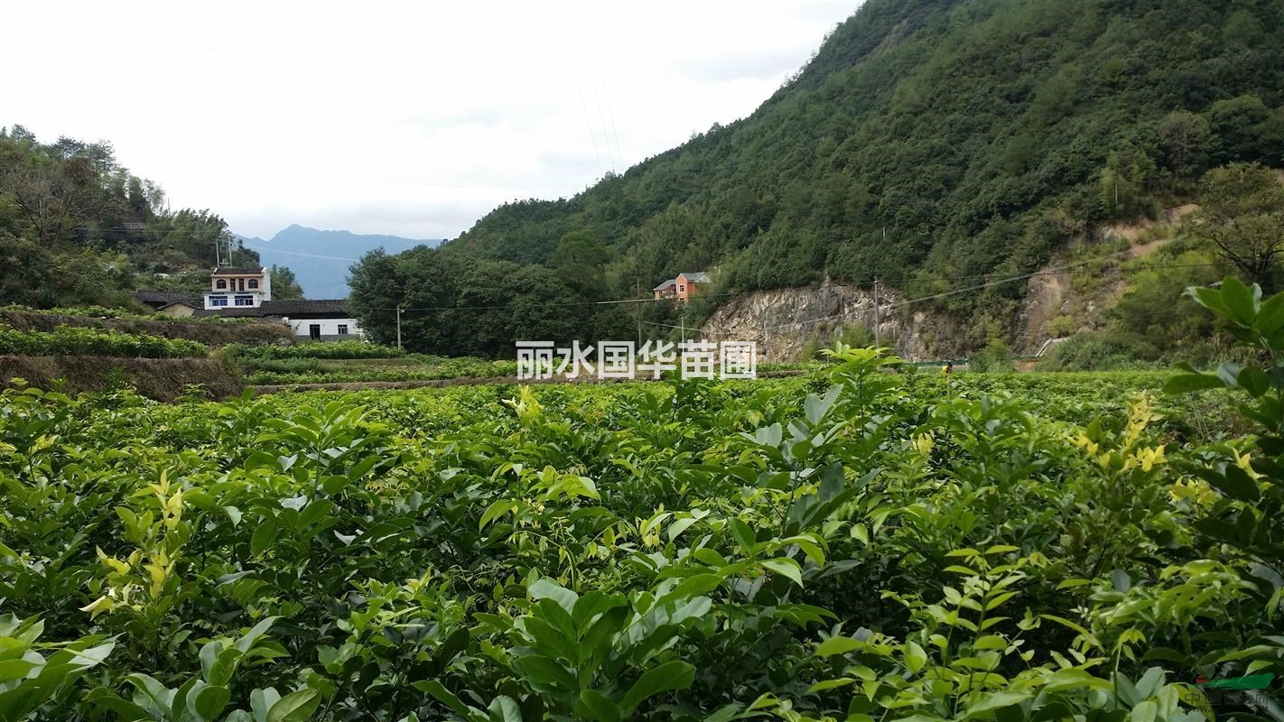 供應(yīng)花梨木（鄂西紅豆樹）1--4年生苗