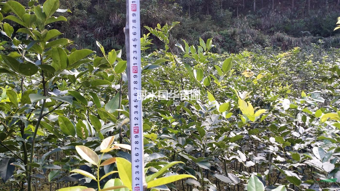 供應(yīng)花梨木（鄂西紅豆樹）1--4年生苗