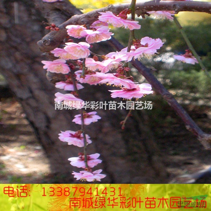 正宗梅花樹苗 江南朱砂梅花小苗 梅花盆栽 紅葉美人梅 紅梅盆