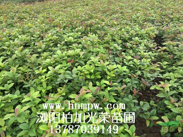 四季桂毛球 月月桂毛球 湖南四季桂毛球價格