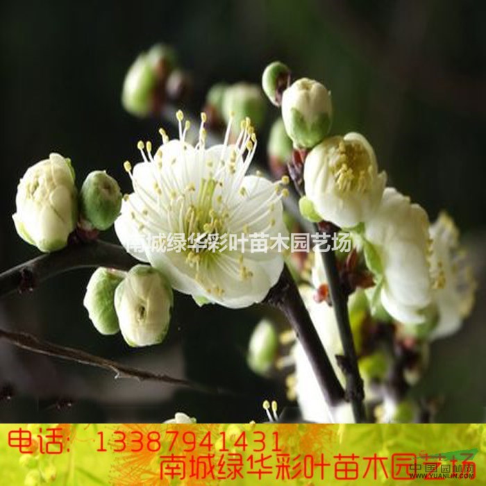 正宗金錢綠萼梅盆栽梅花 綠梅花小苗 紅梅花臘梅花苗木包成活