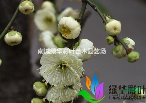 正宗金錢綠萼梅盆栽梅花 綠梅花小苗 紅梅花臘梅花苗木包成活