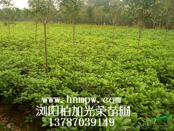四季桂毛球 月月桂毛球 湖南四季桂毛球價格