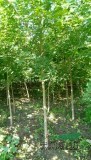 河南南陽(yáng)五角楓