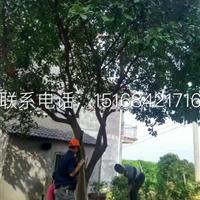 大量供應(yīng)各規(guī)格果樹 橘子樹 枇杷樹 香泡樹等