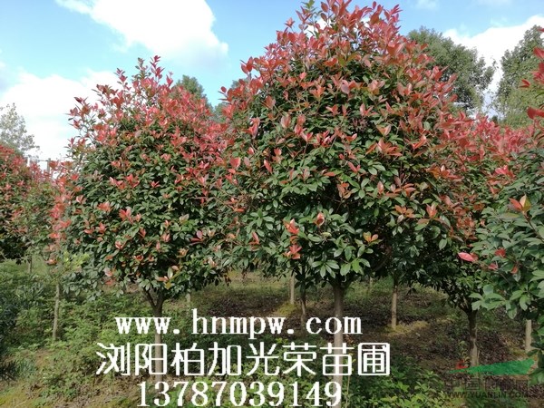 單桿精品紅葉石楠樹基地直銷優(yōu)質(zhì)行道樹火焰紅小葉紅葉石楠批發(fā)