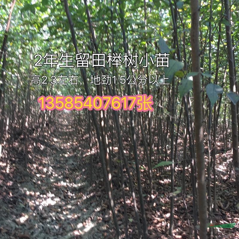 櫸樹小苗