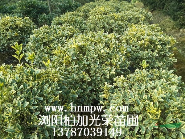 金邊黃楊球湖南60-80公分金邊黃楊球價格