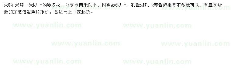 求購米徑1米以上羅漢松