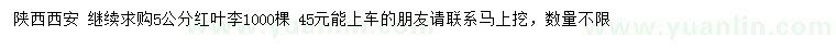 求購5公分紅葉李