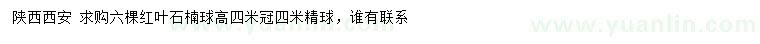 求購高4米紅葉石楠球