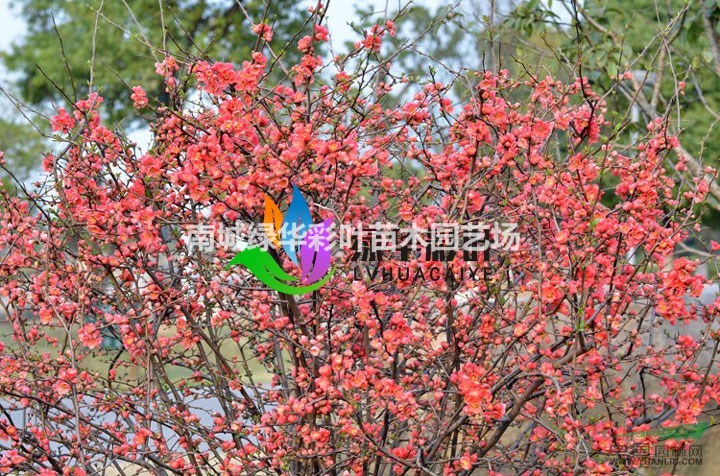 正宗貼梗海棠 紅花海棠 貼梗海棠樹苗花 白花海棠綠化 苗木包