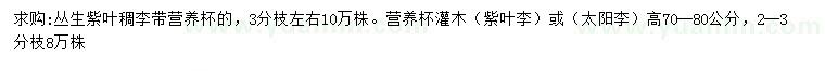 求購高70-80公分紫葉稠李、紫葉李