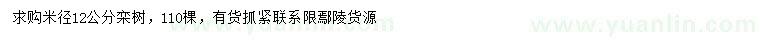 求購米徑12公分欒樹