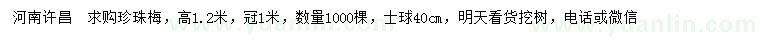 求購高1.2米珍珠梅
