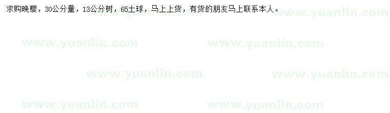 求購30公分量13公分晚櫻