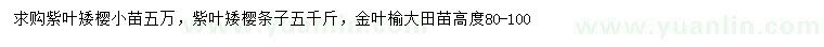求購(gòu)紫葉矮櫻小苗、紫葉矮櫻條子、金葉榆苗