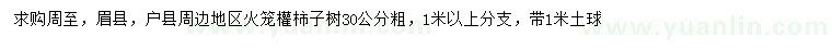 求購粗30公分火籠權(quán)柿子樹