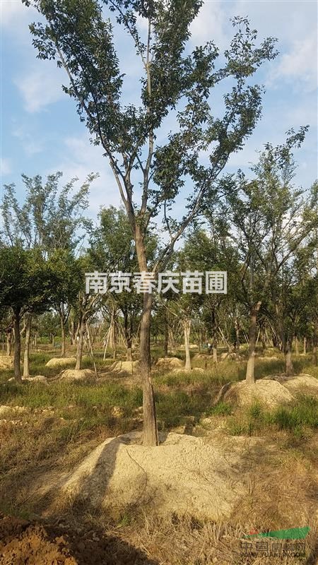 樸樹價格南京樸樹價格