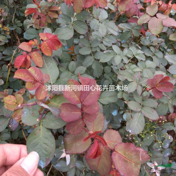 紅帽月季苗圃價(jià)格 基地直銷 批發(fā)零售