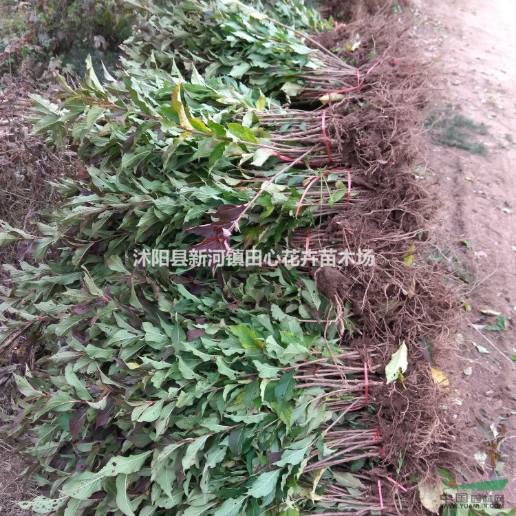 紅王子錦帶苗圃價格 基地直銷 苗圃照片