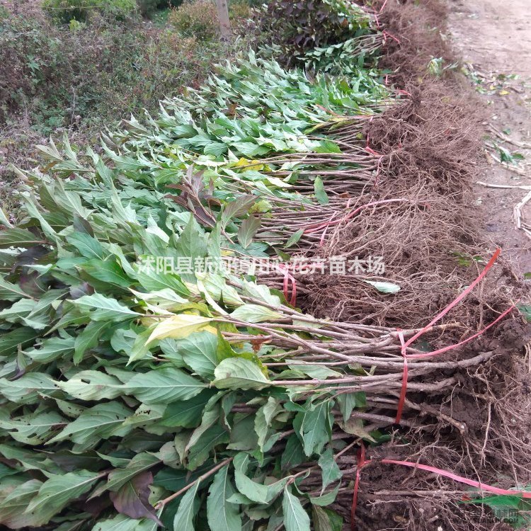 紅王子錦帶苗圃價格 基地直銷 苗圃照片