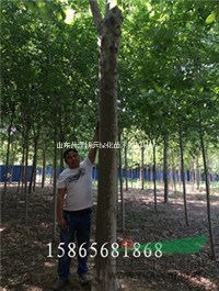 供應(yīng)10公分法桐  15公分法桐 18公分法桐